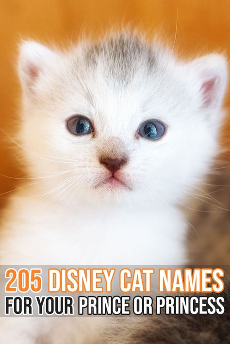 Huge list of Disney inspired names for your beautiful kitty! Disney Inspired Names, Disney Pet Names, Disney Cat Names, Kitten Names Unique, Boy Cat Names, Girl Cat Names, Boy Dog Names, Disney Names, Cute Cat Names