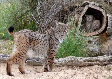 . Iberian Lynx, Photo Animaliere, Cat Species, Cat Family, Andalusia, Lynx, Funny Animal Pictures, Beautiful Cats, Big Cats