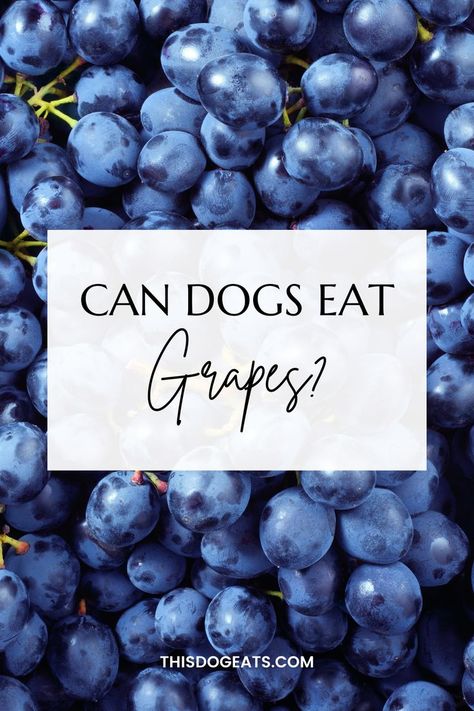 Can dogs eat grapes? Can Dogs Eat Grapes, Dog Eats, Can Dogs Eat, Pet Safety, Dog Eating, Dog Health, Health Diet, For Dogs, Grapes