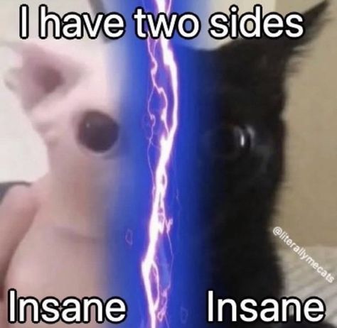 I Have Two Sides, Silly Animal Pictures, Clinically Insane, Funny Looking Cats, Text Memes, Silly Cats Pictures, Cute Friend Pictures, Silly Animals, Funny Cat Pictures