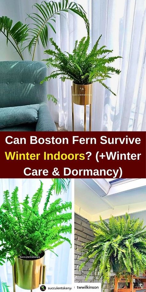 """Discover essential tips for keeping your Boston Fern thriving indoors during winter! Learn about optimal light conditions, humidity levels, and watering techniques to ensure your Boston Fern survives the cold months. Explore winter care strategies to maintain lush foliage and vibrant growth, making your indoor space a green oasis all season long. Perfect for plant lovers seeking to protect their ferns from winter stress!""" Fern Care, Hanging Ferns, Survive Winter, Ferns Care, Winter Care, Boston Fern, Green Oasis, Fern Plant, House Plant