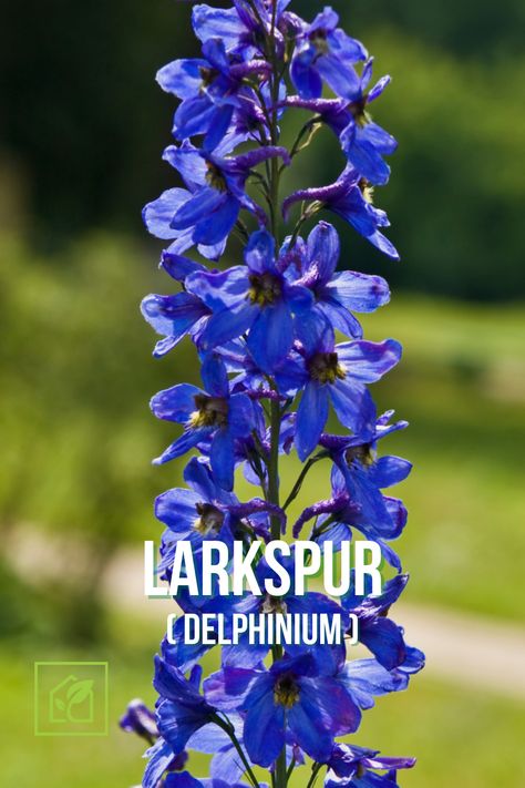 Deadly Plants For Humans, Beautiful But Deadly Flowers, Deadly Flowers, Larkspur Delphinium, July Flower, Deadly Plants, Webtoon Ideas, Flower Pic, Poisonous Plants