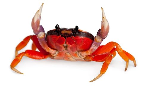 Photo red land crab, whitespot crab, hal... | Premium Photo #Freepik #photo #wildlife #panoramic #wild #wild-animals Halloween Crab, Land Crab, Crab Art, Red Crab, Halloween Week, Red Pictures, Halloween Moon, Crustaceans, Prehistoric Creatures