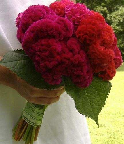 I love Cockscomb! It looks like Coral but feel like Velvet, comes in almost any color and looks fabulous in any style Bouquet! Cockscomb Flower Bouquet, Celosia Flower, Fav Flower, Unique Bridal Bouquets, Wool Flowers, Zinnia Flower, Red Bouquet, Zinnia Flowers, Unique Bouquet