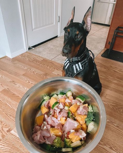 Doberman Pinscher Feeding Doberman Food Recipes, Dog Restaurant, Pet Treats Recipes, Puppy Mom, Doberman Pinscher Dog, Dog Treats Homemade Recipes, Doberman Puppy, Dog Enrichment, Doberman Dogs