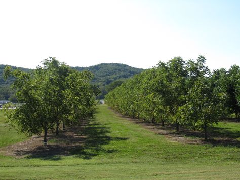 Walnut trees | #starkbros Walnut Orchard, Cranberry Farm, Colourful Trees, Future Farms, Walnut Grove, Walnut Tree, Central Valley, Colorful Trees, Black Walnuts