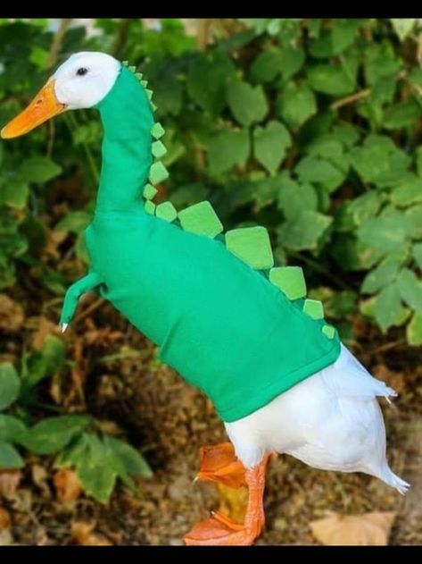 A Duck, Memes, Plants, Green, Pins