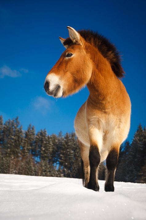 Przewalski's Horse, Wild Mustangs, Silver Horse, Horse Jewelry, All The Pretty Horses, Rare Breed, Wild Horse, Donkeys, Pretty Horses