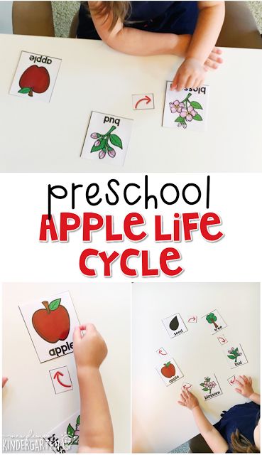 Free Apple Printables, Tot School Curriculum, Preschool Apples, Curriculum Themes, Preschool Apple Activities, Preschool Apple Theme, Apple Life Cycle, Apple Lessons, Inquiry Learning