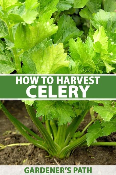 How To Store Celery, Celery Plant, Growing Celery, Healthy Nutrition Plan, Brown Spots Removal, 140 Pounds, Good Health Tips, Proper Nutrition, Healthy Living Lifestyle