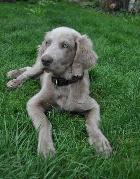 Long Haired Weimaraner, Golden Retriever Cross, Weimaraner Puppies, Weimaraner Dogs, Service Dog, Wild Dogs, Weimaraner, Cute Animal Pictures, Doberman