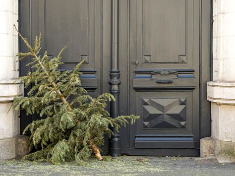 Turning Christmas Tree Needles Into Edible Treats : NPR Tree Branch Table, Branch Table, Different Christmas Trees, Natural Christmas Tree, Tree Stump Table, Dry Tree, Rustic End Tables, Dry Branch, Christmas Tree Branches