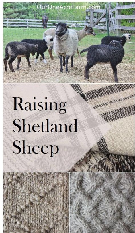 Raising Shetland Sheep is a guide to getting started with this easy care, small breed of sheep, suitable for a small farm. Breed profile, what you need, feeding, lambing, general health maintenance, protection from predators, and making money. Fleeces come in a wide range of natural colors and are popular among hand spinners. Meat is delicate; milking is possible. Backyard Sheep, Sheep Raising, Homestead Community, Raising Sheep, Small Holding, Homestead Animals, Health Maintenance, Hobby Farming, Farming Life