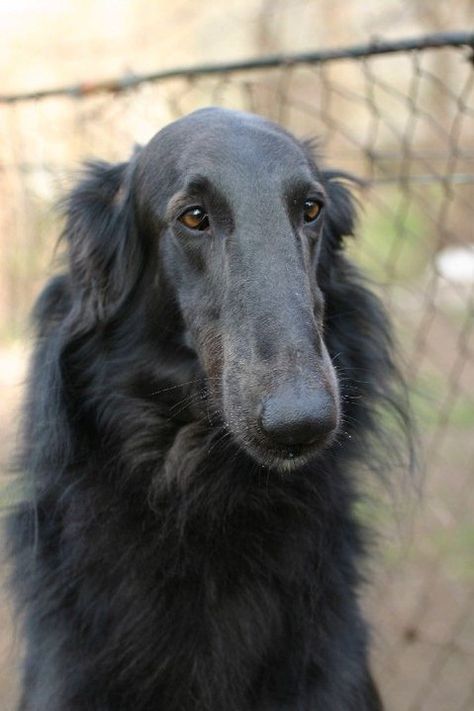 Borzoi Black, Black Borzoi, Silken Windhound, Russian Wolfhound, Borzoi Dog, Sight Hounds, Silly Dogs, Arte Fantasy, Dog Photography