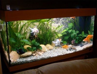 Creating a Fancy Goldfish Setup - Juwel Rio 180 Goldfish Tank Ideas, Goldfish Types, Fantail Goldfish, Goldfish Aquarium, Fancy Goldfish, Aquarium Set, Goldfish Tank, Fish Tank Terrarium, Goldfish Pond