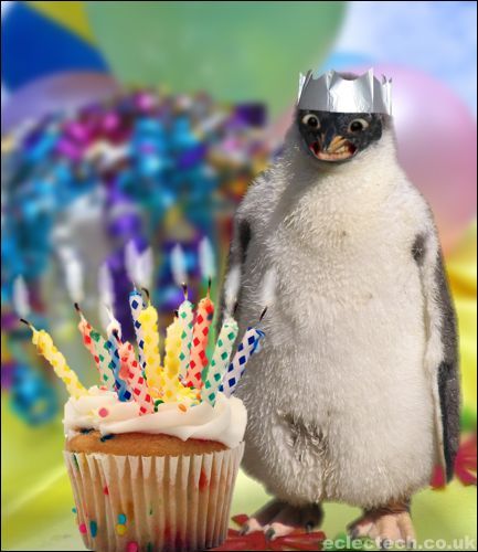 Party Penguin Happy Birthday Penguin, Birthday Penguin, Cat Advice, Penguin Birthday, Awesome Possum, Halloween Film, Happy Birthday Son, 27th Birthday, Happy Birthday Meme