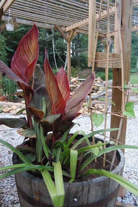 Canna Lily Care, Canna Lily Garden, Thai Basil Plant, Canna Bulbs, Lily Care, Lily Seeds, Canna Lily, Vertical Vegetable Garden, Lily Garden