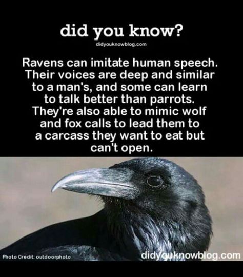 Divine Guidance, Animal Facts, See Videos, The More You Know, Ravens, Black Bird, Things To Know, Spirit Animal, Beautiful Creatures