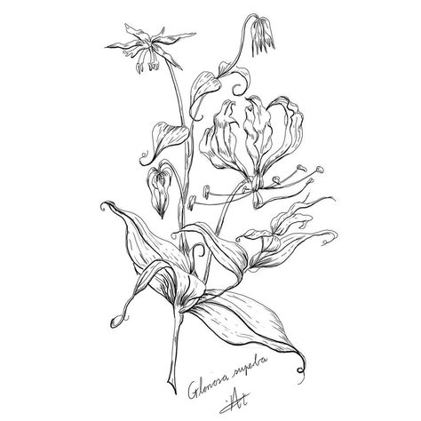 Gloriosa Lily Drawing, Gloriosa Lily Tattoo, Flame Lily Tattoo, Gloriosa Superba, Flame Lily, Vase Tattoo, Gloriosa Lily, Lily Tattoo Design, Lily Nails