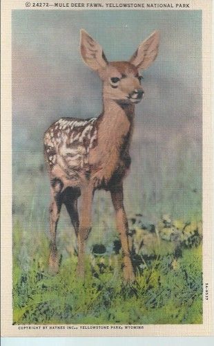 Vintage Animal Posters, Vintage Animals Aesthetic, Deer Aesthetic Drawing, Vintage Outdoorsy Posters, Vintage Yellowstone Poster, Vintage Fawn Illustration, Western Mountains, Vintage National Park Postcards, Deer In Forest Aesthetic