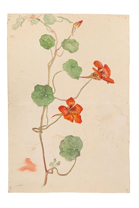 Botanical Drawing, Hilma Af Klint, Royal Academy Of Arts, Dutch Painters, Art Walk, Piet Mondrian, Tate Modern, Modern Artists, Botanical Drawings