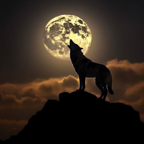 Deep Wallpaper, Wolf Photography, Nature Art Drawings, Werewolf Art, Wolf Wallpaper, Wolf Love, Dark Phone Wallpapers, Lone Wolf, Moon Art