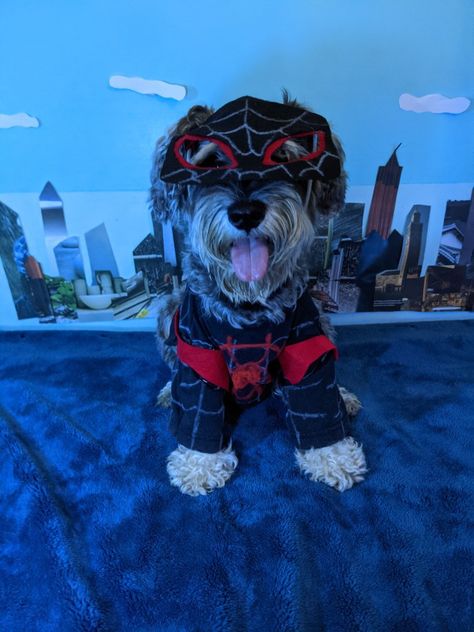 Into the Spiderverse Spiderman dog costume #doghalloween #dogcostume Dog Spiderman, Spiderman Halloween Costume, Spiderman Halloween, Into The Spiderverse, Spiderverse Spiderman, Birthday 2023, Matching Halloween Costumes, Spiderman Costume, Spooky Szn