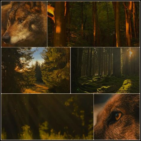 alterhuman moodboard requests ♡ Sorry im not super amazing but I like making these :3 - gloomy weather - lunar/dragon theme -iberian wolf/sunset forest Wolf Types, Wolf Moodboard, Iberian Wolf, Lunar Dragon, Wolf Aesthetic, Animal Collage, Gloomy Weather, Moodboard Inspo, Moodboard Ideas