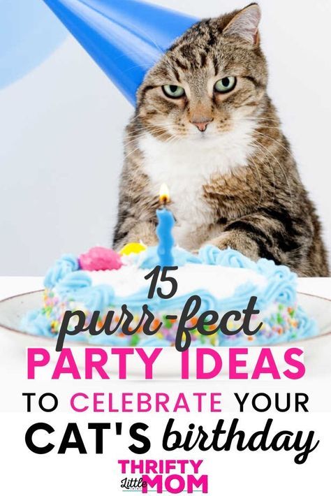 Cat Birthday Party Ideas, Birthday Cake For Cat, Party Cat, Adopt A Cat, Fun Decorations, Kitten Birthday, Kitten Photos, Cat Birthday Party, Simple Cake