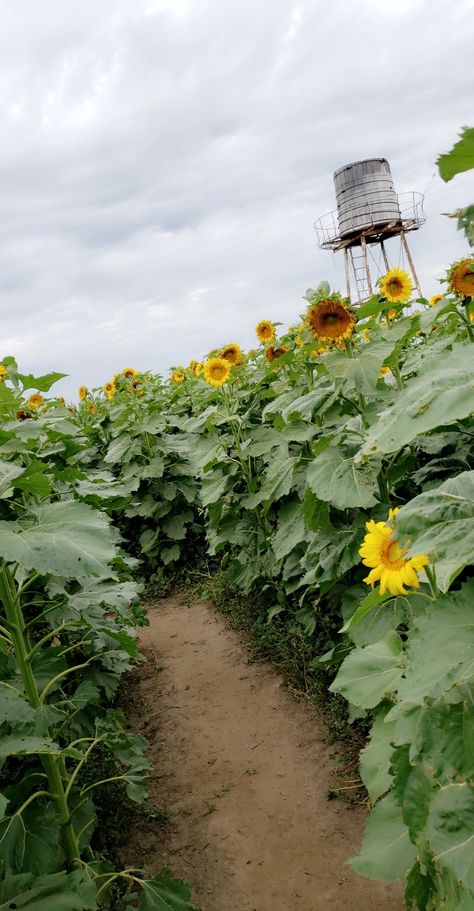 Summer/Fall Transition aesthetic
#thingstodo Transition Aesthetic, Summer Fall Transition, Fall Transition, Summer To Fall, Autumn Summer, Summer Fall, Things To Do, In This Moment