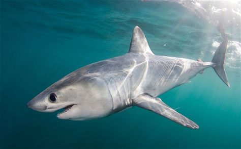 Porbeagle Shark Species, Sting Rays, Types Of Sharks, Fish Freshwater, Shark Jaws, Endangered Plants, Big Shark, Shark Bait, Mako Shark