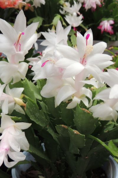 Christmas Cactus Care - How To Keep Your Holiday Cactus Healthy! White Christmas Cactus, How To Grow Cactus, Christmas Cactus Care, Christmas Cactus Plant, Chilli Plant, Thanksgiving Cactus, Cactus Terrarium, Holiday Cactus, Cactus Care