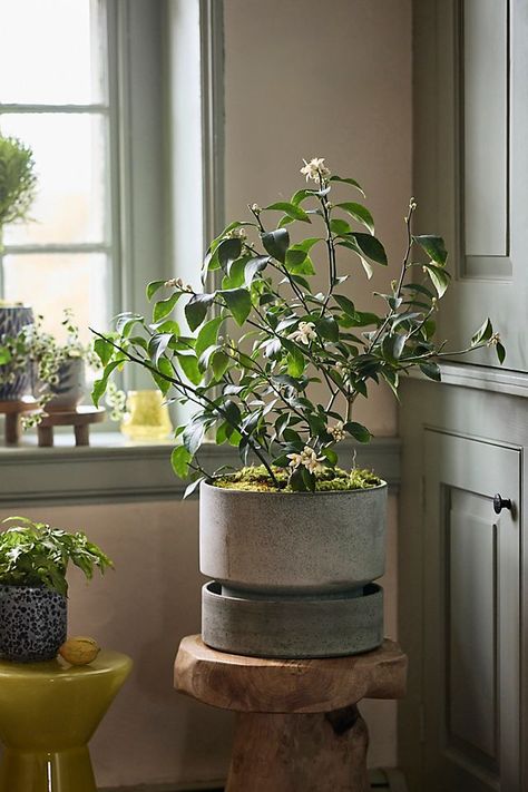 Best Indoor Trees, Meyer Lemon Tree, Indoor Trees, Ficus Elastica, Terracotta Clay, Terracotta Pot, Citrus Trees, Fiddle Leaf Fig, Replant