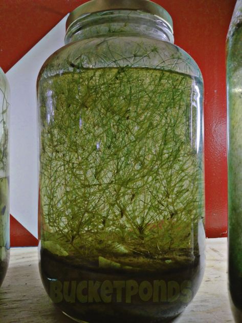 Ecosystem In A Jar, Jar Aquarium, Bowl Aquarium, Self Sustaining, Diy Pond, Nature Aquarium, Self Sufficient, Vivarium, 1 Year Ago