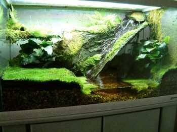 Terrarium with water features - clever use of a small space! Tree Frog Paludarium, Frog Paludarium, Grassy Cliff, Terrarium Setup, Frog Vivarium, Space Edit, Dart Frog Vivarium, Tank Terrarium, Frog Terrarium