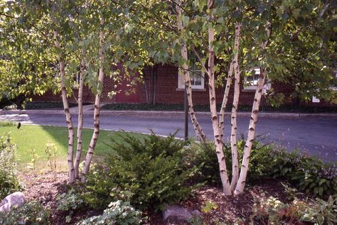 Birch Trees Garden, Privacy Landscaping Backyard, Hillside Landscape, Backyard Landscapes, Birch Trees Landscaping, Hill Garden, Property Ideas, Landscape Gardening, Landscaping Trees