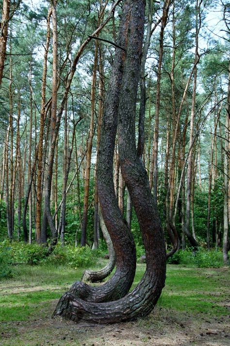 Natural Wonders: Poland's Crooked Forest » Explorersweb Crooked Forest, Crooked Tree, Invasion Of Poland, Agricultural Practices, Forest Floor, Tree Forest, Pine Forest, Pine Trees, Weird And Wonderful