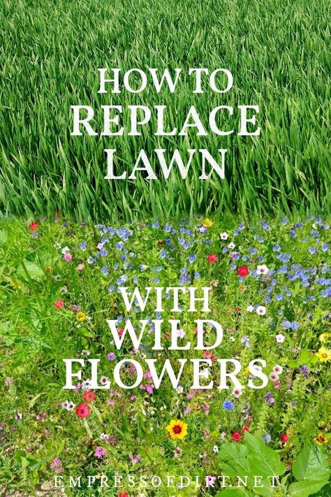 One option to make your yard more pollinator-friendly is to replace areas of grass lawn with low-growing wildflower seed mixes. Meadow Backyard, Botanical Landscape, Clover Lawn, Replace Lawn, Forest Meadow, Grow Wildflowers, Lawn Alternatives, Wild Flower Meadow, Meadow Garden