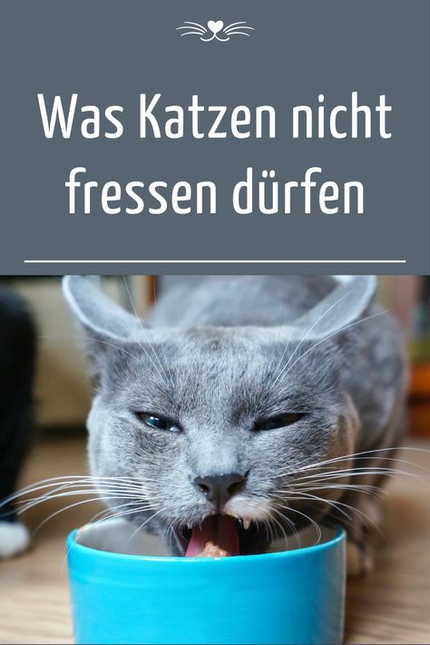 Was Katzen nicht fressen dürfen. Nicht alle Katzen haben den gleichen Geschmack und sind sehr wählerisch, wenn es um ihr Fressen geht. Jedoch können Katzen nicht selbst feststellen, ob das Futter in ihrem Napf gesund ist oder nicht. 
Für die gesunde Ernährung der Katze ist natürlich der Katzenhalter verantwortlich. Aber was dürfen Katzen nicht fressen? Es gibt Lebensmittel, welche für Katzen ungesund oder auch giftig sein können. Cat House, Animals