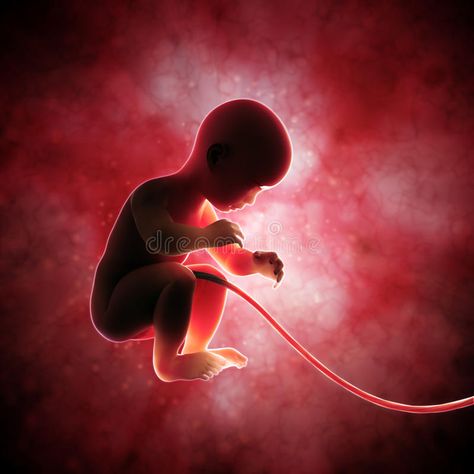 Fetus inside the womb. Human fetus inside the womb , #spon, #womb, #Fetus, #fetus, #Human #ad What Is Stem, Cord Blood Banking, Facts You Didnt Know, Fact Of The Day, Unborn Baby, Do Baby, Pregnancy Loss, Medical Tourism, Stem Cells