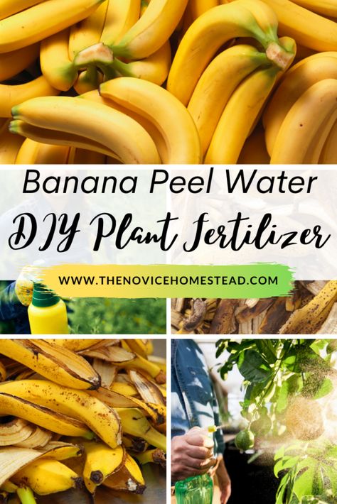 DIY Banana Peel Fertilizer for Plants - The Novice Homestead Banana Peals For Plants, Banana Peel Water For Plants, Banana Peels For Plants, Banana Water For Plants, Diy Plant Fertilizer, Banana Peel Fertilizer, Home Made Fertilizer, Natural Plant Fertilizer, Diy Fertilizer