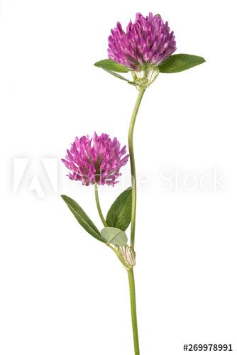 Clover Blossom, Flower Stock, Clover Flower, Tattoo Idea, Cactus Plants, I Tattoo, Adobe Stock, Mood Board, Glass Vase