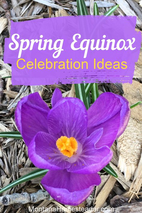 Spring Vernal Equinox Ostara celebration party ideas Equinox Party Ideas, Spring Equinox Party, Ostara Celebration, Spring Equinox Celebration, Equinox Party, Equinox Celebration, Sun Tea, Homeschool Projects, Vernal Equinox