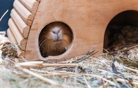 Cute red guinea pig hiding in wooden house. , #spon, #guinea, #red, #Cute, #pig, #house #ad Diy Guinea Pig Hideout, Hideout Ideas, Pig Teeth, Guinea Pig House, Pig House, Potty Pads, Guinea Pig Care, Cardboard House, Veterinary Hospital