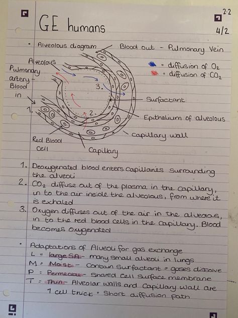 Class 9 Science Notes Biology, Gaseous Exchange Notes, Gas Exchange, Gaseous Exchange Notes Grade 11, Gas Exchange Notes, Life Sciences Study Notes Grade 12, Grade 11 Life Science Notes, Class11 Biology Notes, Class 10 Bio Notes Life Process