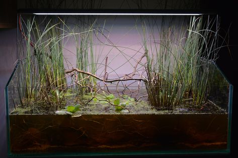 Pistia Stratiotes, Barrel Pond, Juncus Effusus, Pond Aquarium, Biotope Aquarium, Frog Tank, Fish Tank Terrarium, Betta Aquarium, Aquascape Design