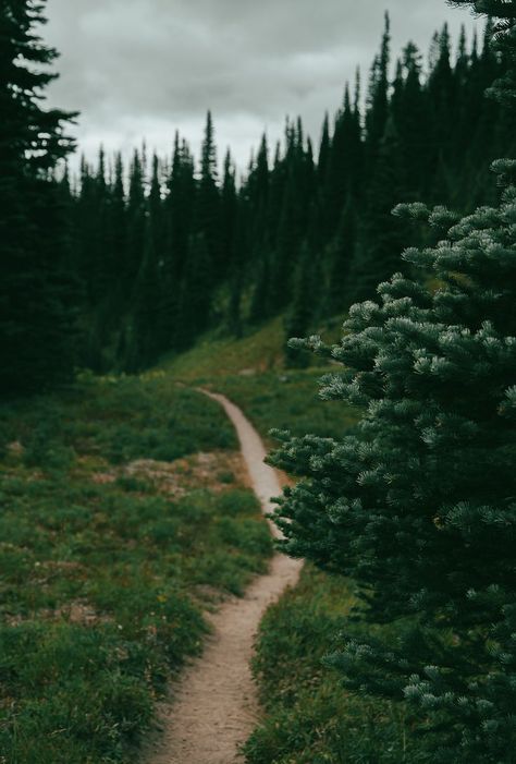 #pnw #hiking #trail #washington #nature #naturecore #cottagecore Washington Forest Aesthetic, Gloom Core, Nature Homes, Pnw Cabin, Pnw Vibes, Aesthetic Genshin, Catherine Cowles, Seattle Living, Pnw Hiking