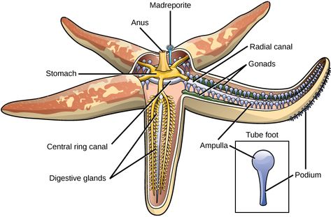 parts of a starfish Sistem Saraf, Embryonic Development, Brittle Star, Marine Organism, Animal Classification, Biology Lessons, Structure And Function, Marine Biology, Whale Shark