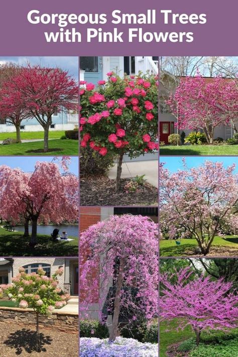 Elevate your garden landscape to new heights of beauty with our comprehensive guide featuring 17 charming small ornamental trees showcasing exquisite pink blossoms. Dive into the allure of the graceful Weeping Cherry, the vibrant Pink Tabebuia, and more, each handpicked to complement and enrich your personal outdoor sanctuary. Embrace the enchantment these trees bring, creating a captivating and serene ambiance right in the heart of your home. Weeping Crabapple Tree, Weeping Cherry Tree Landscaping, Small Trees For Landscaping, Trees With Pink Flowers, Small Weeping Trees, Jane Magnolia Tree, Tree With Pink Flowers, Cherry Blossom Landscape, Garden Bushes