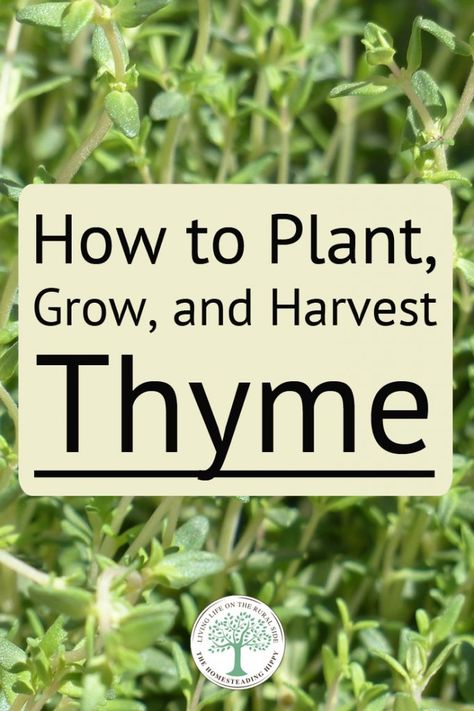 Witchcraft Spirituality, Thyme Garden, Harvest Thyme, Growing Thyme, Thyme Plant, Gardening Herbs, Spice Garden, Medicinal Herbs Garden, Bucket Gardening